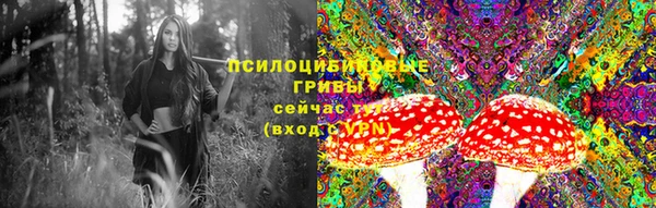стаф Богданович